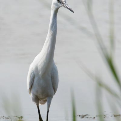 Aigrette garzette