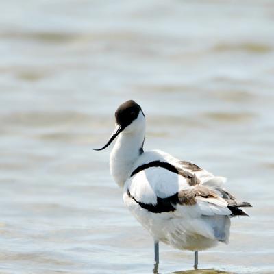 Avocette elegante