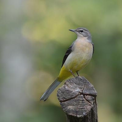 Bergeronnette des ruisseaux