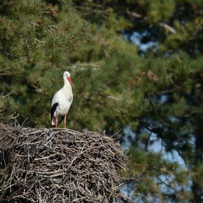 Cigogne blanche