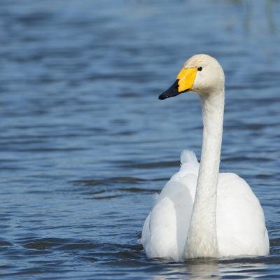 Cygne chanteur