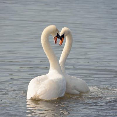 Cygne tubercule