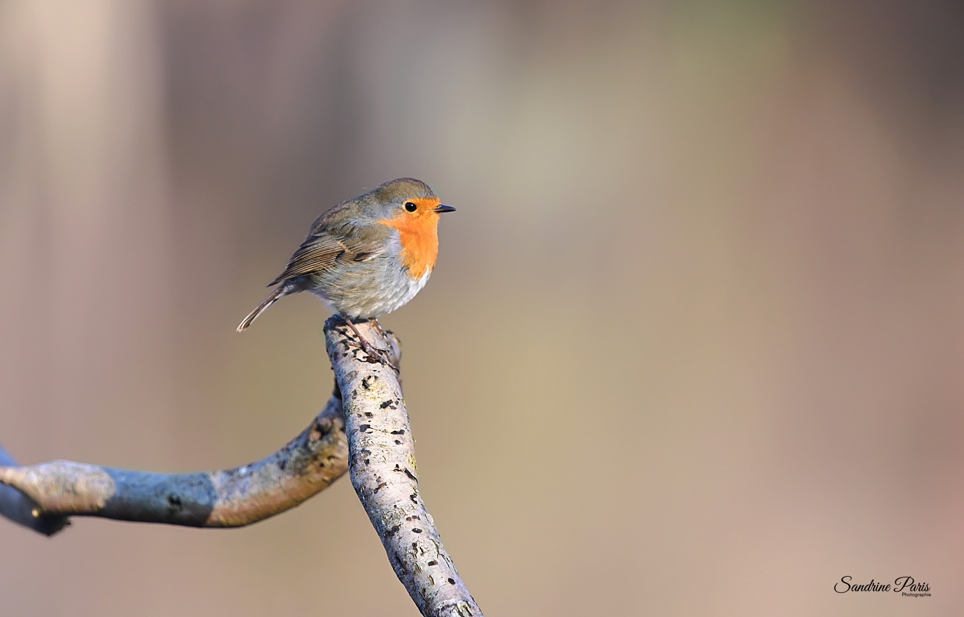 Rouge gorge