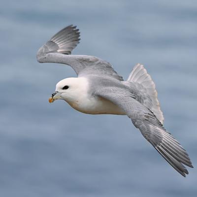 Fulmar boréal