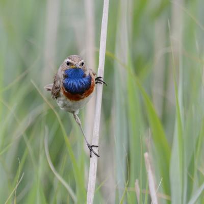 Gorge bleue