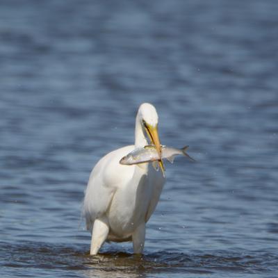 Grande aigrette