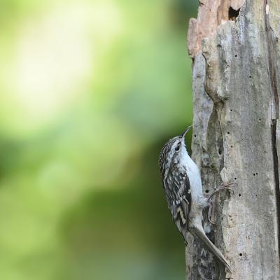 Grimpereau des bois