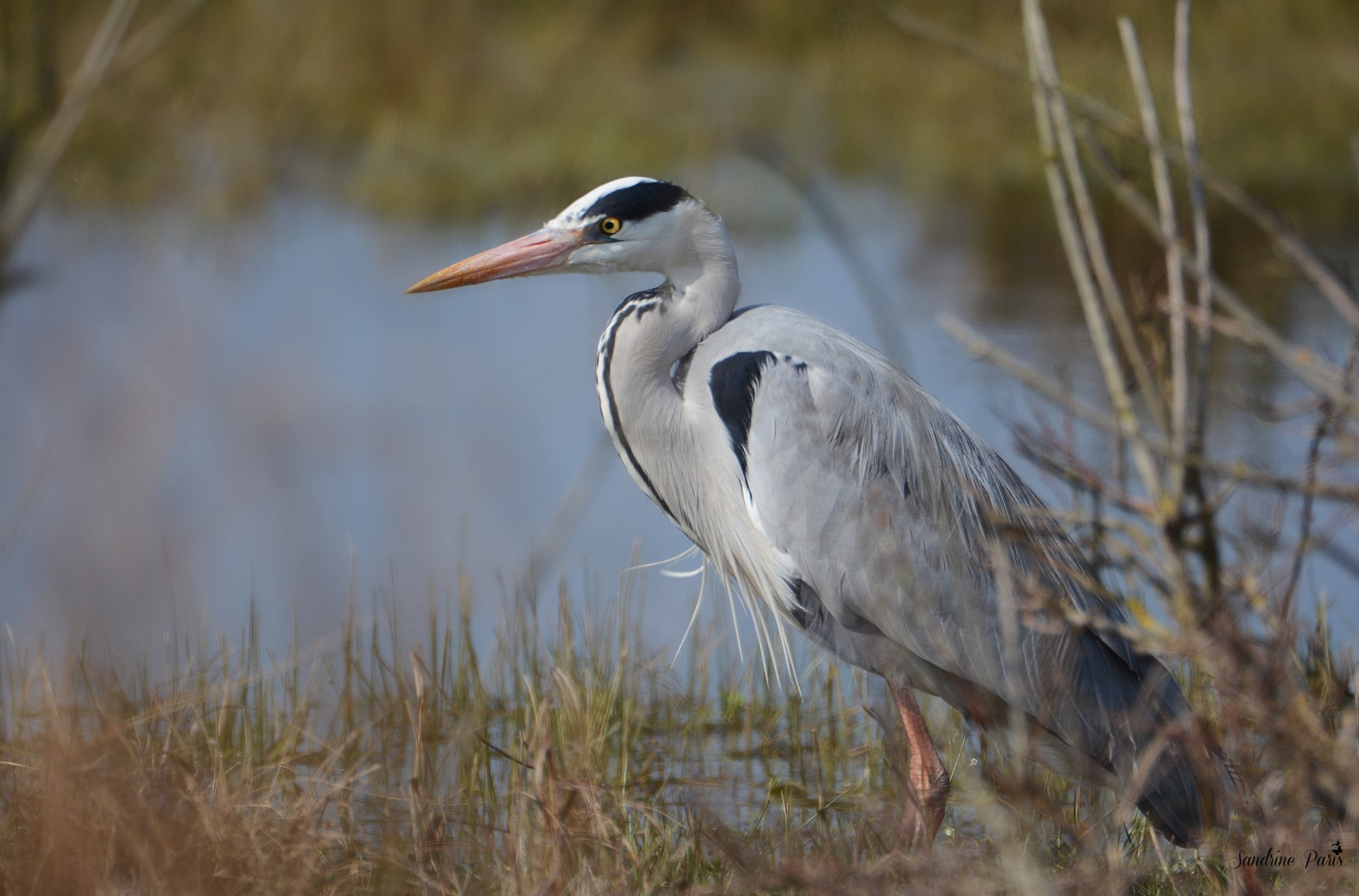 Heron cendré