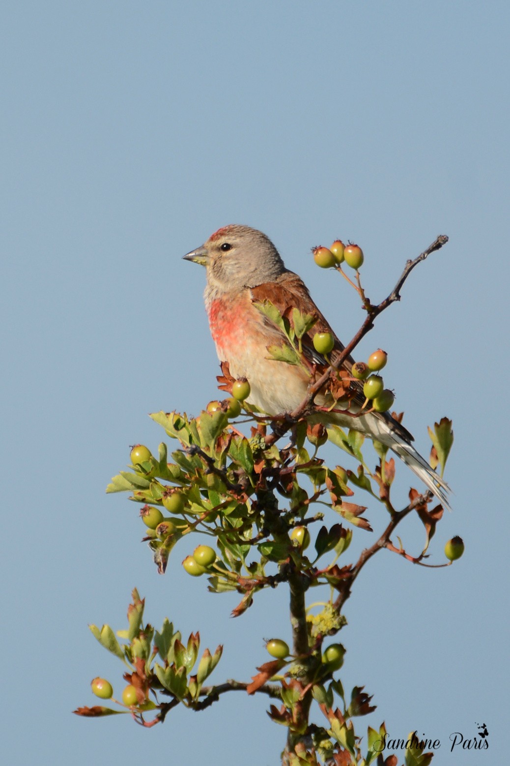 Linotte mélodieuse