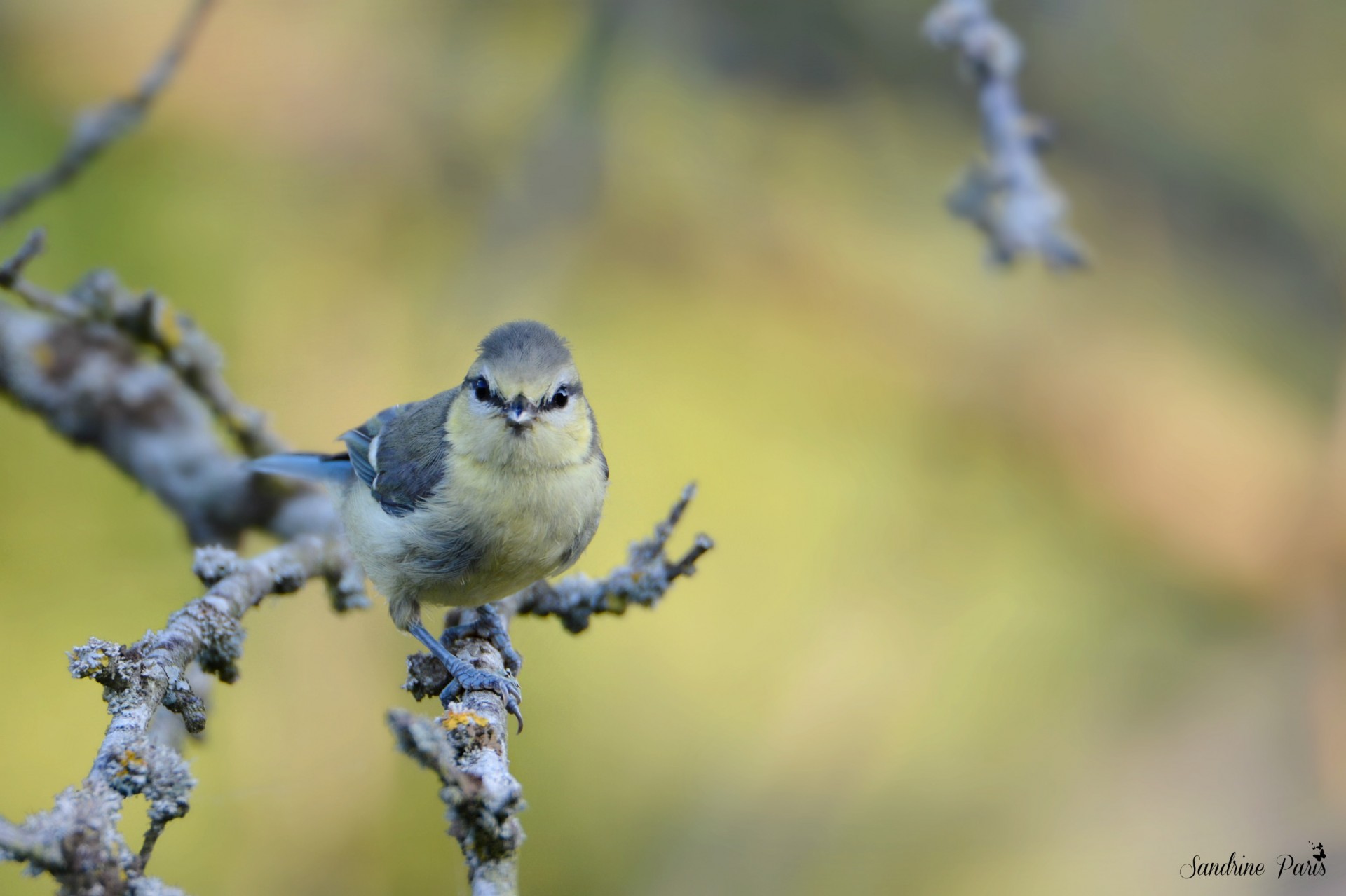 Mésange bleue