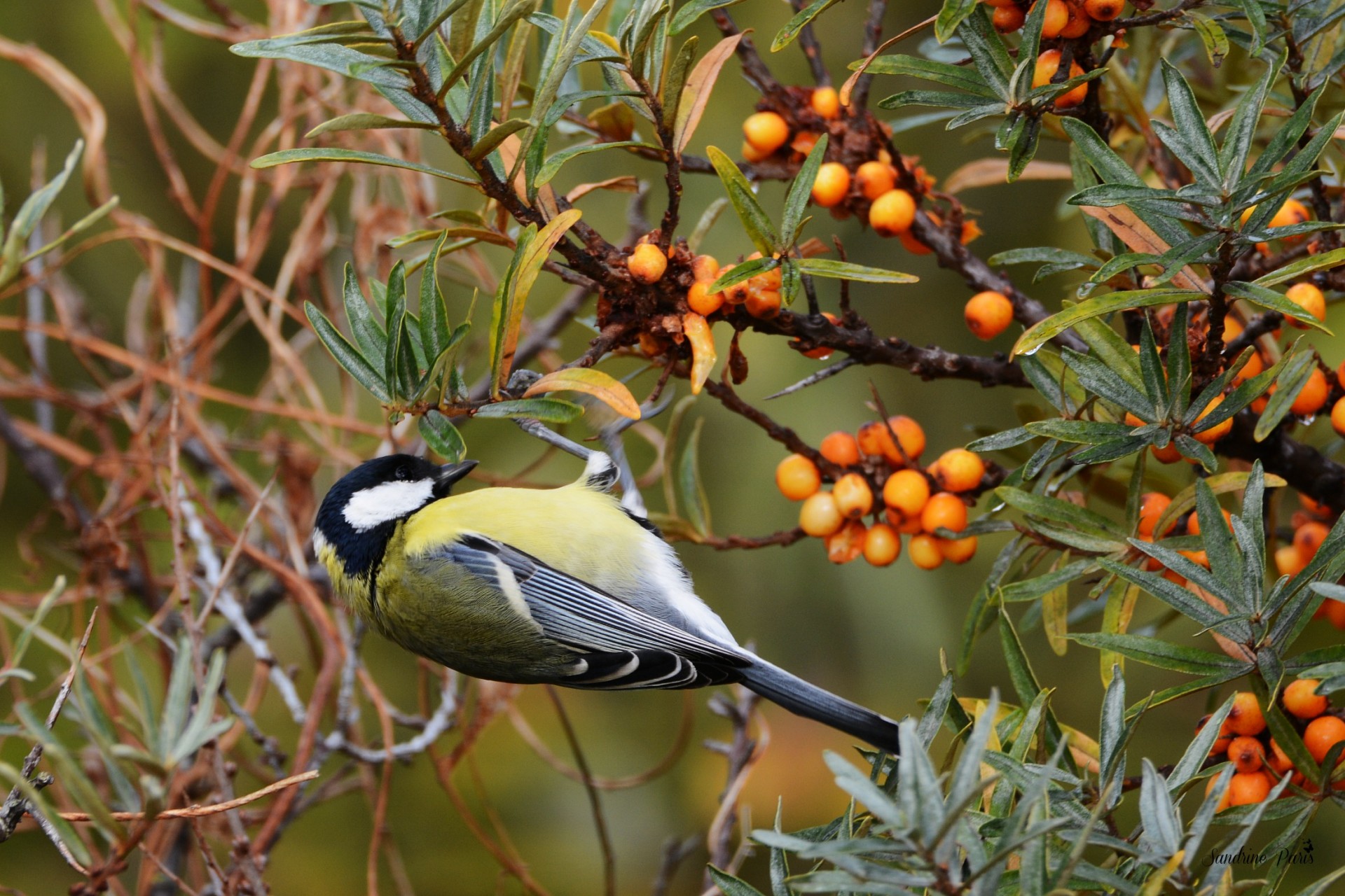 Mésange charbonnière