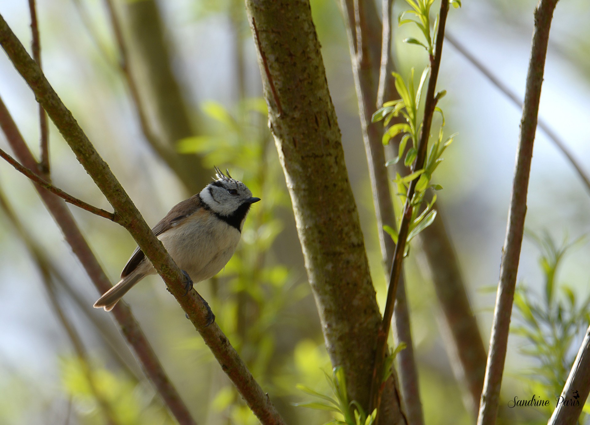 Mésange huppée 