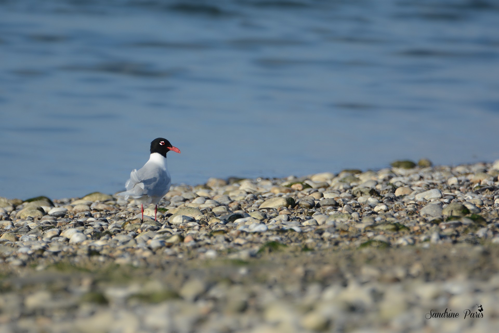 Mouette mélanocéphale