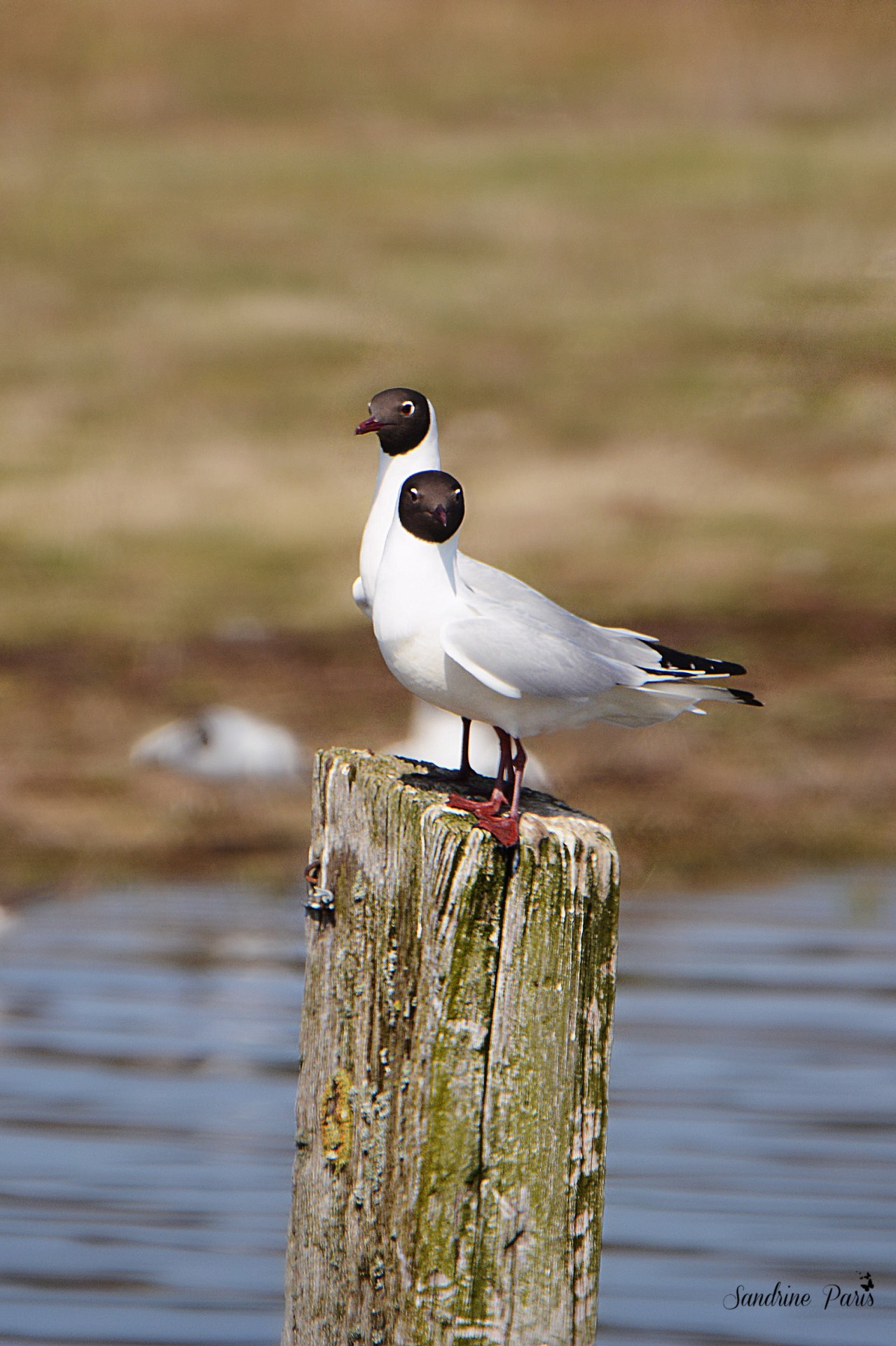 Mouette rieuse