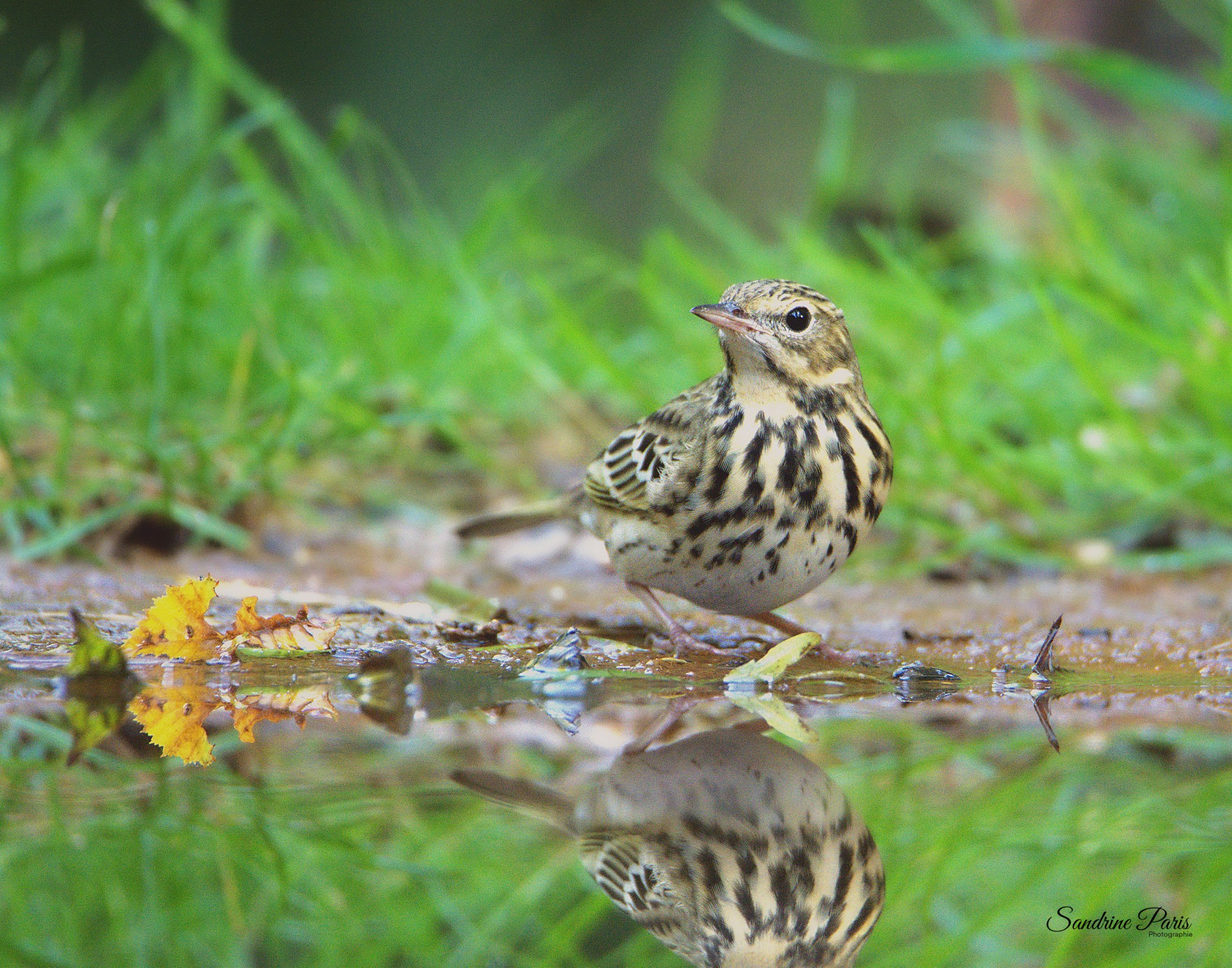 Pipit des arbres