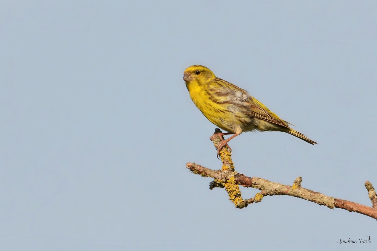 Serin cini